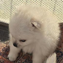 Girl 2 - White female Pomeranian puppy in San Diego, California from Socalpoms