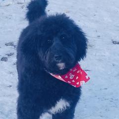 Sheila - Double Doodle