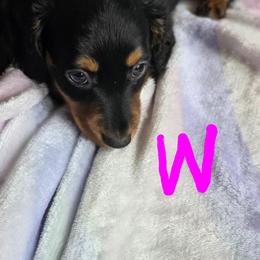 Black and tan - Black and tan female Dachshund puppy in Crab Orchard, Kentucky from Lucy’s legacy dachshunds