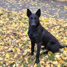 Spur Mitchell - Belgian Malinois puppy from Forever Family K9