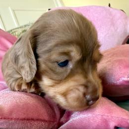 JoJo - Fawn (isabella) and cream female Dachshund puppy in Homedale, Idaho from Jeff & Joette