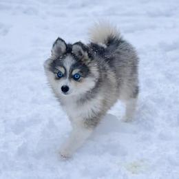 Hugo - Black and white male Pomsky puppy in Michigan from Blue Water Pomskies