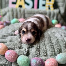 Kira - Piebald female Dachshund puppy in Michigan from M.H.P Dachshunds
