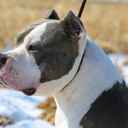 American Bullies from Circle B Bully