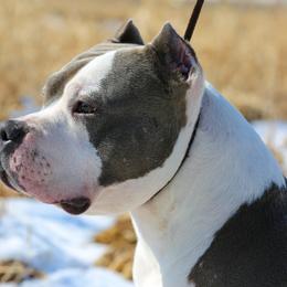 American Bullies from Circle B Bully