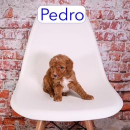 Pedro - male Aussiedoodle puppy in Calhoun, Georgia from Happy Top Doodles