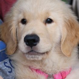 Golden Retriever Puppies from Goldens for You