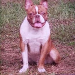 Henry - Boston Terrier