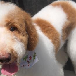 Poodles from Amore’ Poodle Co.