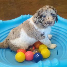 Cash - male Newfypoo puppy in South Haven, Minnesota from Hidden Haven Poodles and Doodles