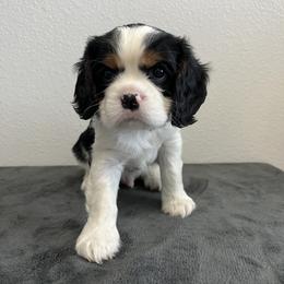 Snickers - Tri-color male Cavalier King Charles Spaniel puppy in Thatcher, Arizona from Ethan McBride