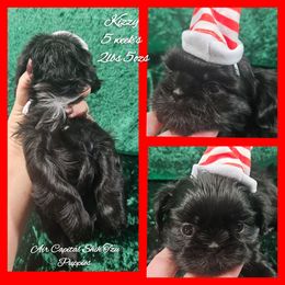 Opal - Black female Shih Tzu puppy in Maize, Kansas from Air Capital Shih Tzu Puppies