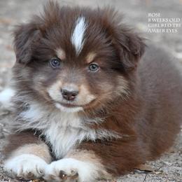 Rose - Red tri female Miniature Australian Shepherd puppy in Patterson, North Carolina from DreamLine Aussies