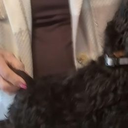 Cocker Spaniels from Midnight Cockers