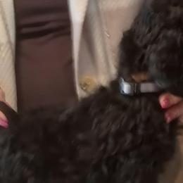 Cocker Spaniels from Midnight Cockers