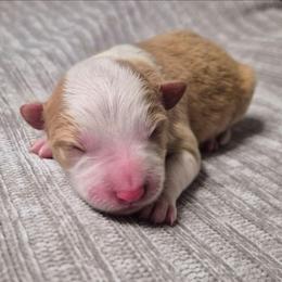 Towns - White and gold male Border Collie puppy in Fresno, California from Alpine Tails