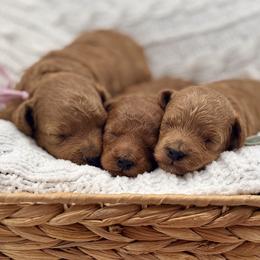 Poodle puppies from Miranda’s Sunshine Poodles and Doodles