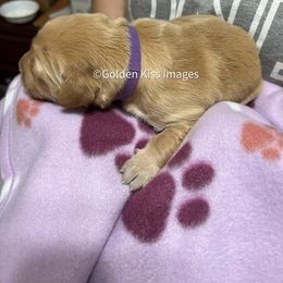 Golden Retriever Puppies from Golden Kiss Retrievers