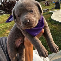 Purple collar - Silver male Dilute Retriever puppy in Douglass, Kansas from JP Kennels, LLC