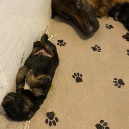 German Shepherd Puppies from S&S German Shepherds