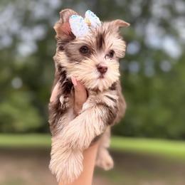 Yorkshire Terrier Puppies from Kruz Kennels