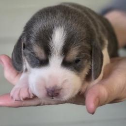 Spur - Blue tan and white male Beagle puppy in La Pine, Oregon from Happier with Dogs