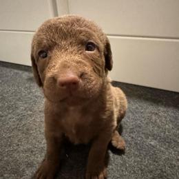 Purple - Deadgrass female Chesapeake Bay Retriever puppy in Lewiston, Utah from Bellus Chesapeakes