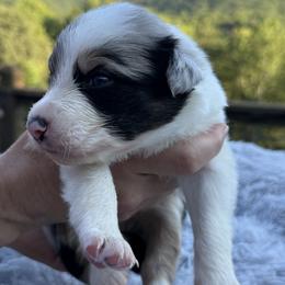 Atlas - Blue merle male Border Collie puppy in East Ellijay, Georgia from Nine Peaks Border Collies