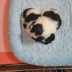 Japanese Chin Puppies from Carousel Chin
