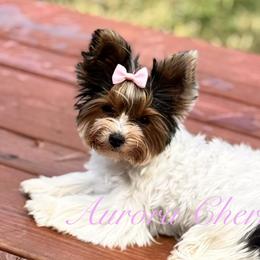 Biewer Terriers and Yorkshire Terriers from Frosty Paw Biewers and Yorkshires