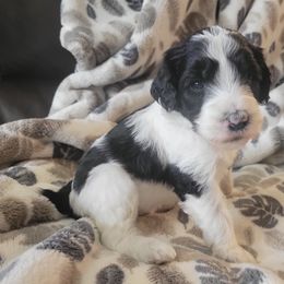 Aussiedoodle and Poodle Puppies from J&RAussiedoodles