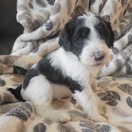 Aussiedoodle and Poodle Puppies from J&RAussiedoodles