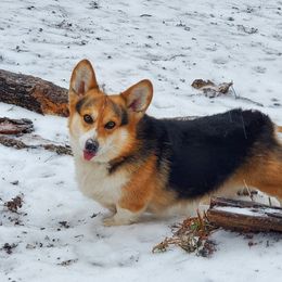 Grady - Pembroke Welsh Corgi