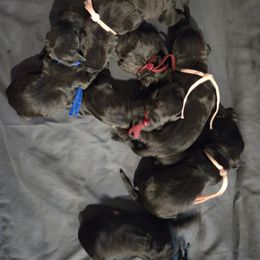 3 - Black brindle Cane Corso puppy in St. Cloud, Florida from Magical Creature Cane Corso