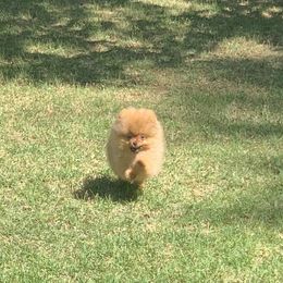 Pomeranian Puppies from Halo Poms