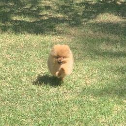 Pomeranian Puppies from Halo Poms