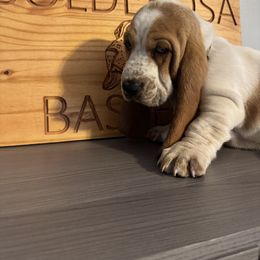 Boy 1 - Lemon and white male Basset Hound puppy in Poland, Indiana from Bolderosa Bassets