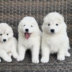 Samoyeds from Wheeler's Samoyeds