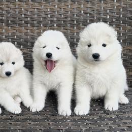 Samoyeds from Wheeler's Samoyeds