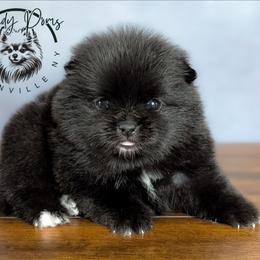 Latte - Black female Pomeranian puppy in Fultonville, New York from Sandy Aussies & Pomeranians