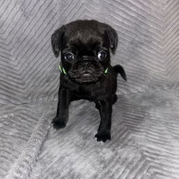 Teddy Bear (Green Boy) - Black male Pug puppy in Minden, Louisiana from Rory’s Curly Tails