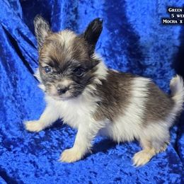 AKC Green Boy - White and sable male Papillon puppy in Cadiz, Kentucky from Tiny Treasures Papillons