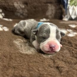 Helaena - Blue tri-color female American Bully puppy in Henderson, Kentucky from Medusa’s Bullies