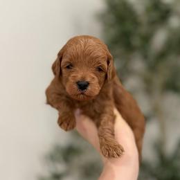 Sugar girl - Red  female Goldendoodle puppy in Rio Linda, California from Plush Doodles