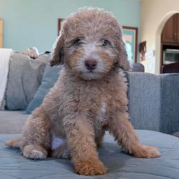 Juliet - Cream female Poodle puppy in Buffalo, Illinois from Pear Tree Pups
