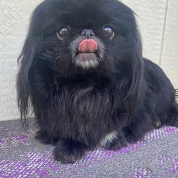 Black beauty - Black female Pekingese puppy in Clinton, Tennessee from Gracelands Pekingese