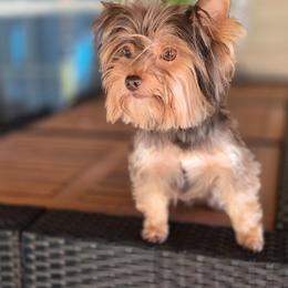 Sullivan - Yorkshire Terrier