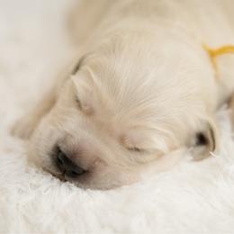 Mr Gold - Light golden male Golden Retriever puppy in Hayward, California from East Bay Golden Retrievers