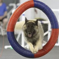 Belgian Sheepdogs and Belgian Tervuren from Kristi Schreiber's Belgian Sheepdogs & Belgian Tervurens