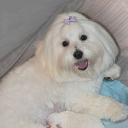 Coton de Tulear Puppies from Kanto Cotons